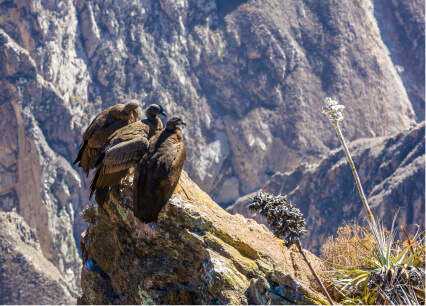 Admire the Condors at Colca Canyon