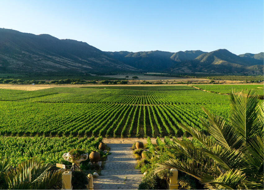 Romantic Tour Of Chile’s Wine Country