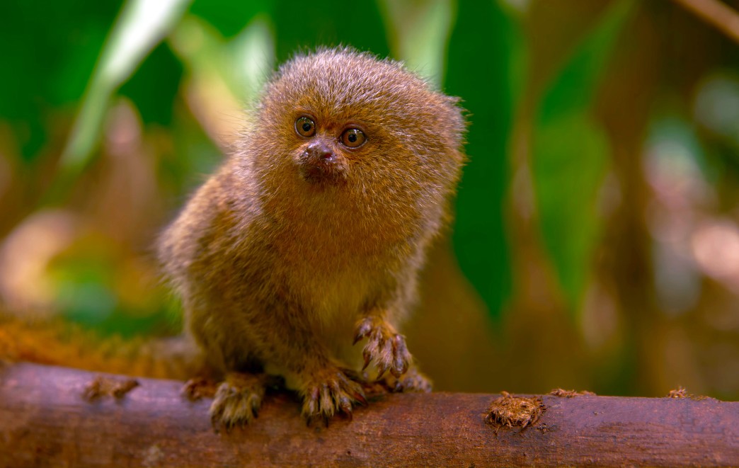 Big Eyes, Yellow Hands, and Crazy Hair_ Discovering Peru’s Monkeys