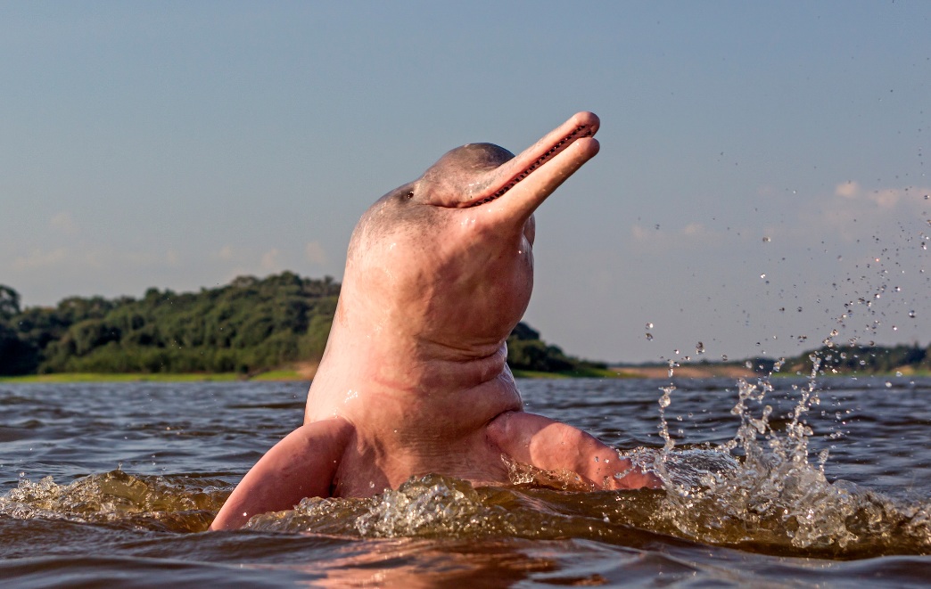 True Creature of Legend The Amazon Pink River Dolphin