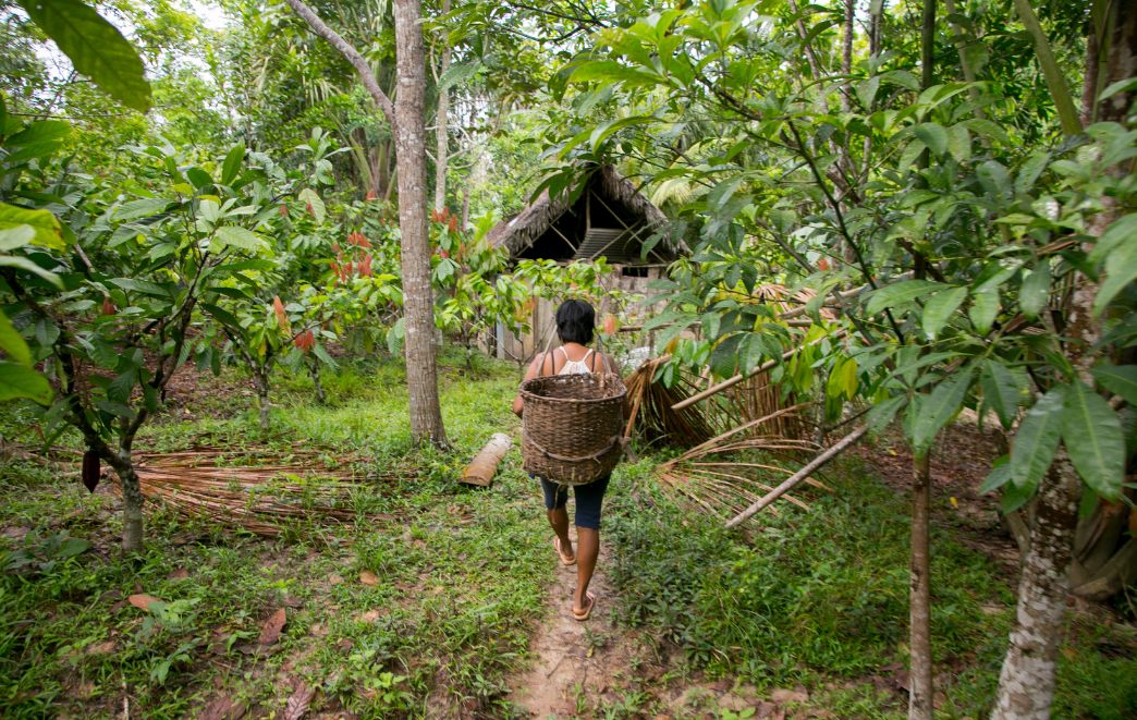 Medicinal Plants of the Peruvian Amazon