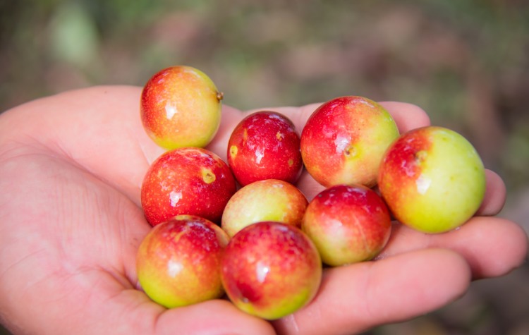 Notable Medicinal Plants of the Peruvian Amazon