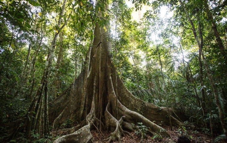 The Future of Amazonian Medicinal Plants