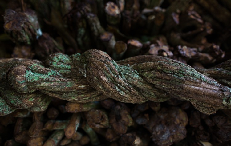 The Importance of Medicinal Plants in the Amazon