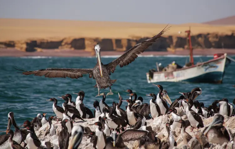 Ballestas and the Pacific Marine Ecosystem