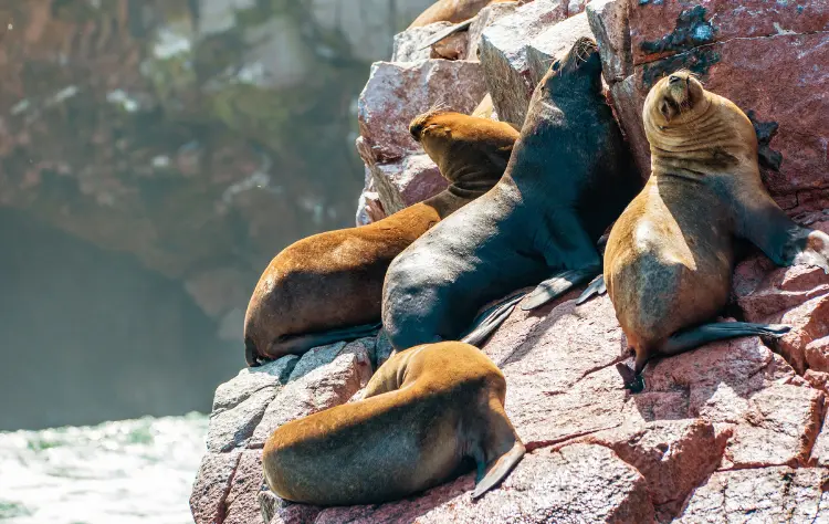 Wildlife Encounters Around the Ballestas Islands