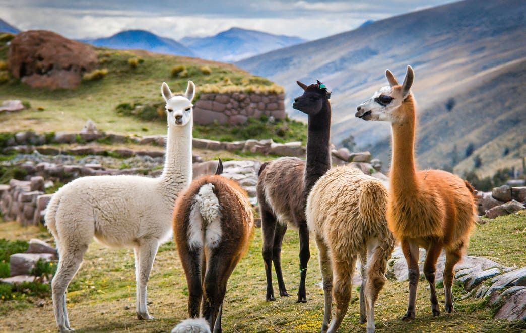 Llamas, Alpacas, and Vicuñas: How to Tell the Difference