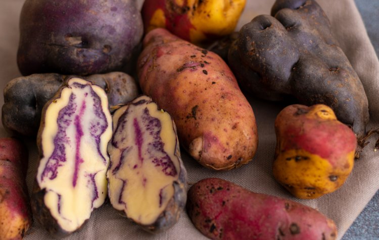 Peruvian native potatoes