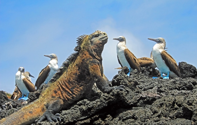 Galapagos island wildlife
