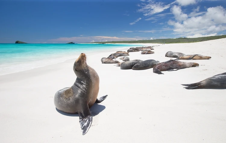 When to Plan Your Galapagos Islands Tour