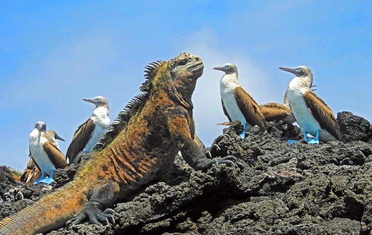 Wildlife Highlights of the Galapagos