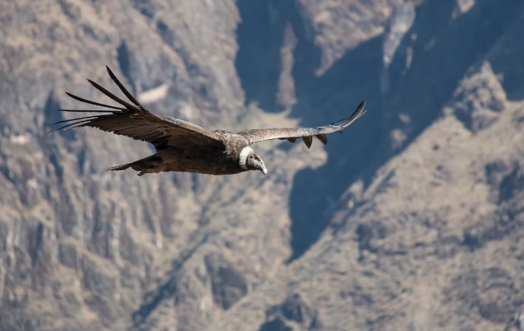 The Condor Messenger of the Gods