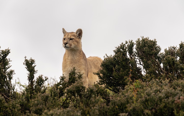 A Puma in Chile