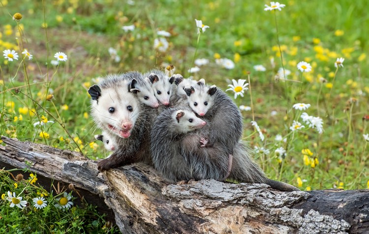 Mama Opossum and her babies in Neiva Colombia