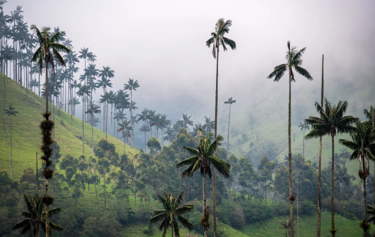 Cocora Valley Colombia