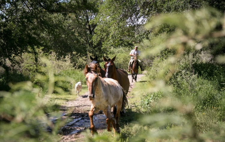 Gaucho Culture Today