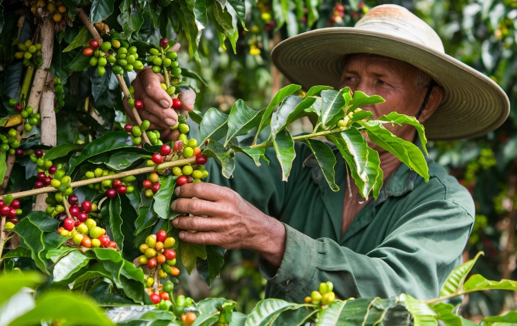 Salento & Cocora Valley Coffee