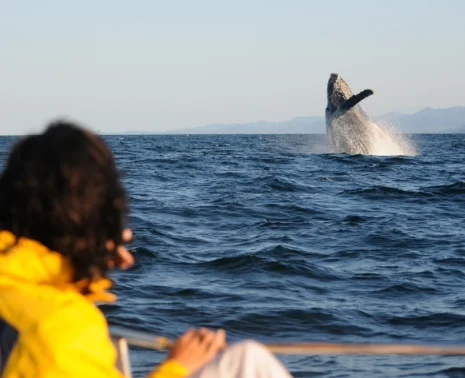 Best Whale Watching in South America