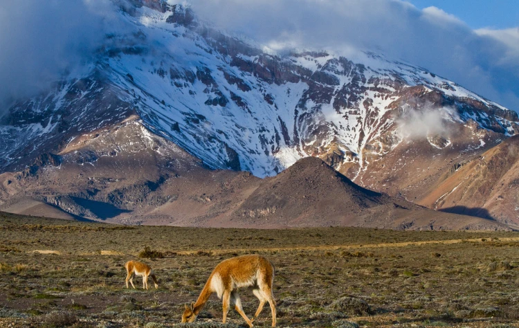 Chimborazo Touch the High Andes