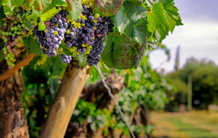Cafayate’s Wineries