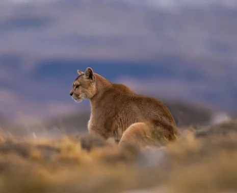 Puma in the Andes