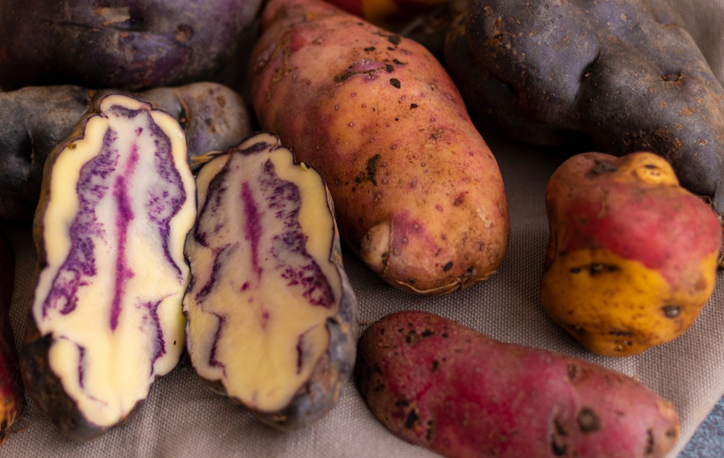 The Past and Present of Peruvian Potatoes