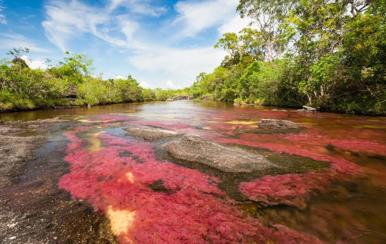 What Creates the Colors of Caño Cristales