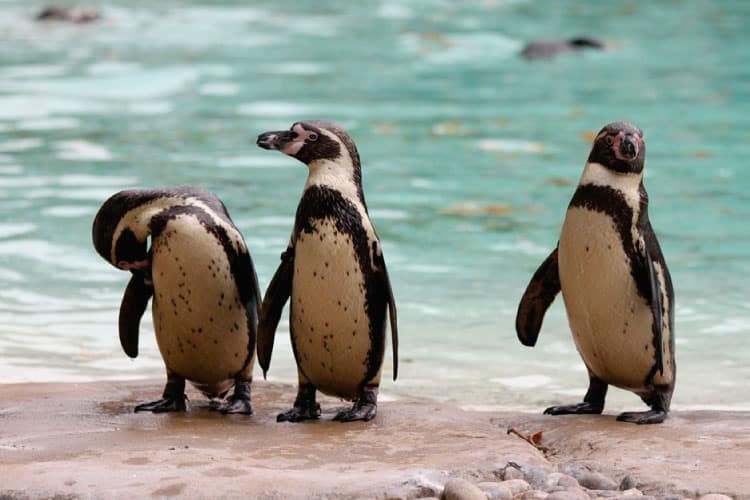 Humboldt penguin southamerica