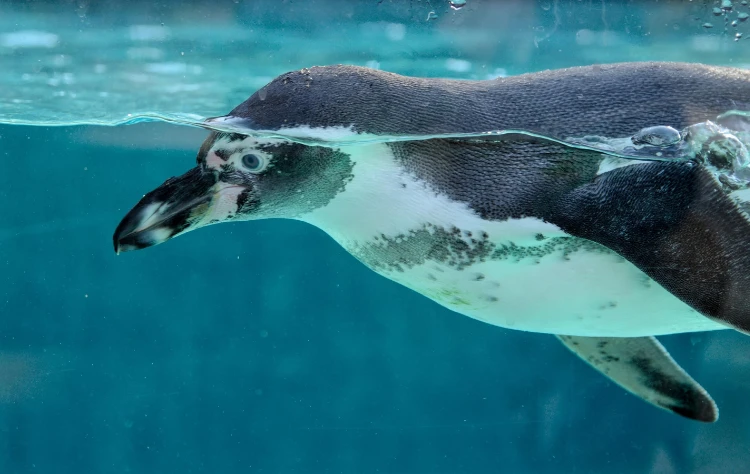 Humboldt Penguins and the Pacific Coast