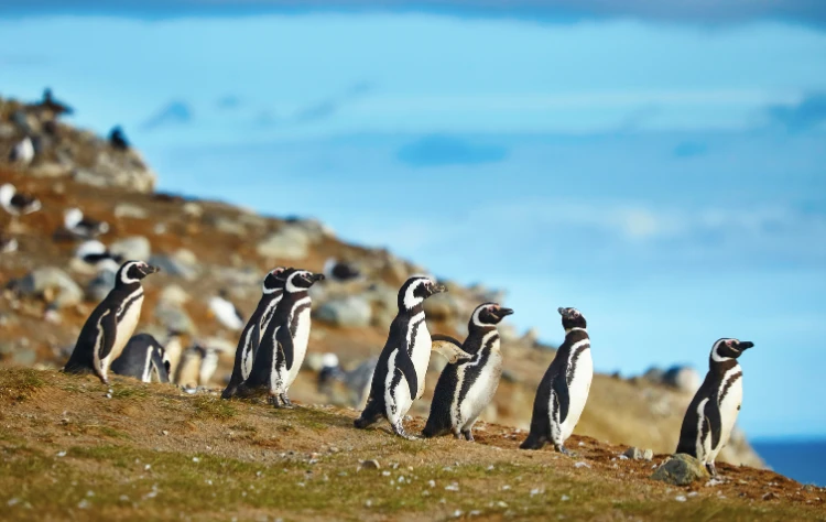 Patagonia and the Magellanic Penguin
