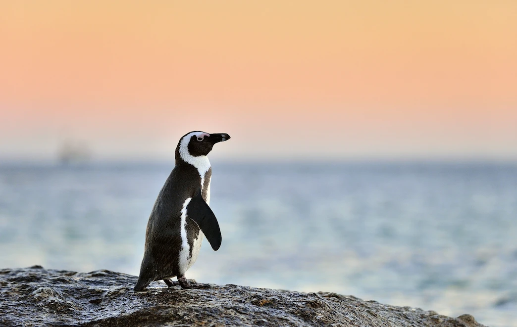 South American Penguin