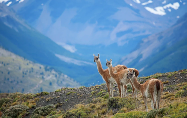 The Sensory Experience of Patagonia on Foot