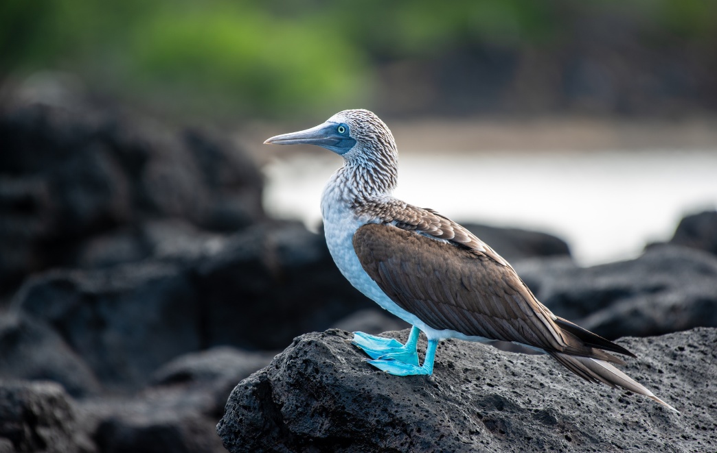 6 Galapagos Island Animals Everyone Wants to Spot