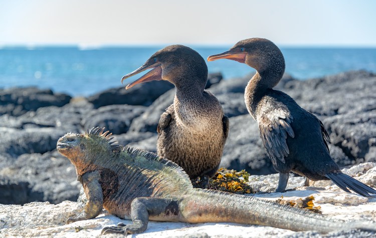 Galapagos Endemism