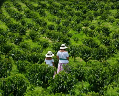 Coffee Plantation in Colombia