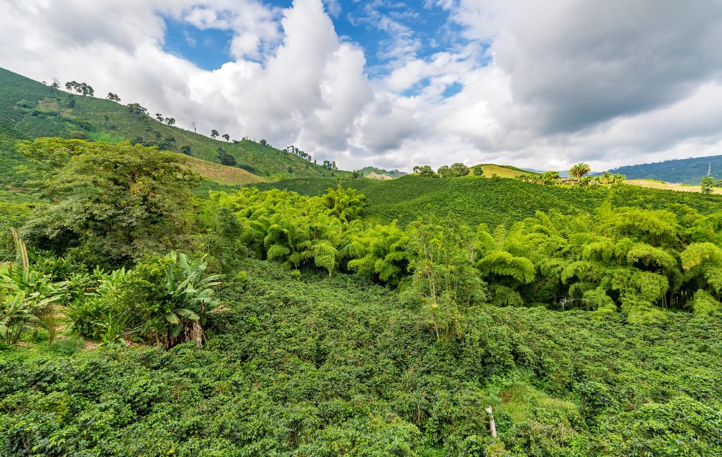 Discover Colombia’s Coffee Region with Kuoda