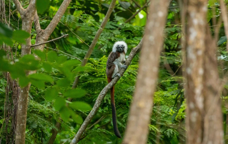 What to Expect on a Tailor-Made Tayrona Journey