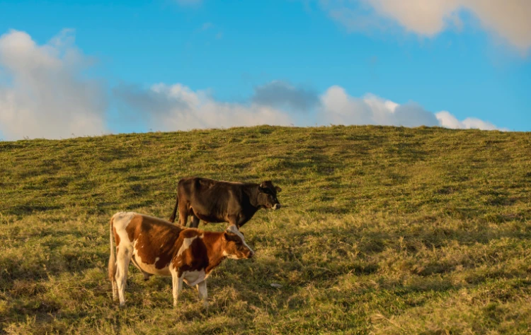Why Argentina Meats Deserve a Place on Every Culinary Itinerary