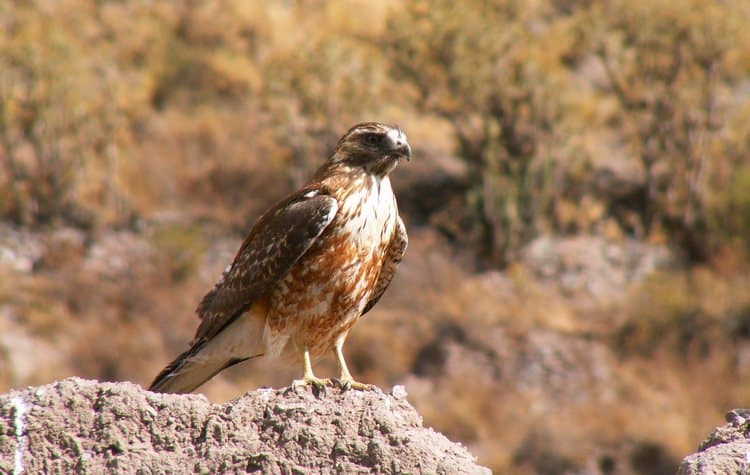 Falcon in Spirit valley