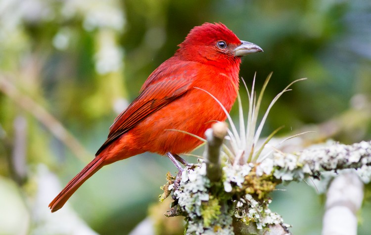 Antioquia birdwatching Colombia
