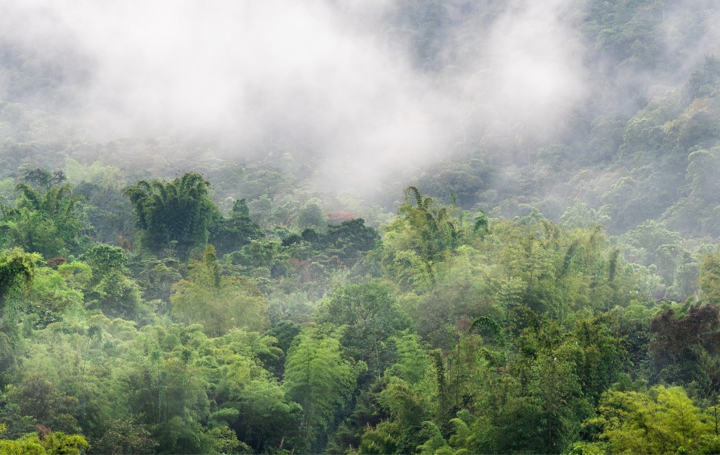 Guide to Ecuador Cloud Forest