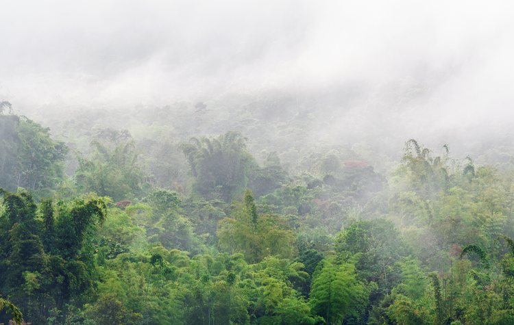 What Is Cloud Forest