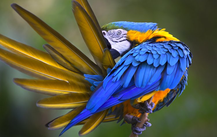 Amazon birdwatching Colombia
