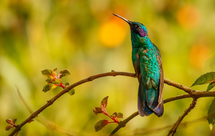 Manizales birdwatching Colombia