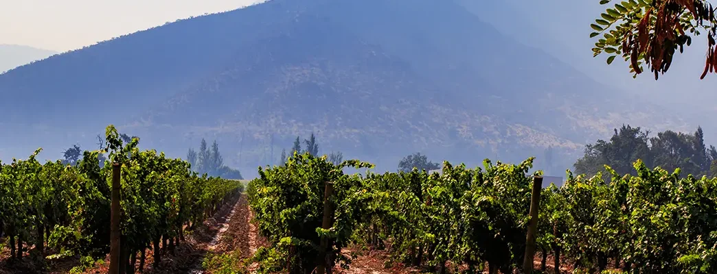 Chilean Wines and the Geography That Defines Them