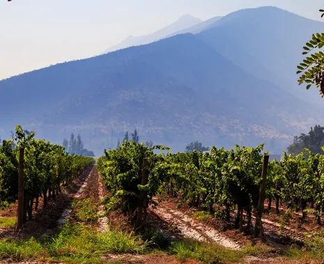 Chilean Wines and the Geography That Defines Them