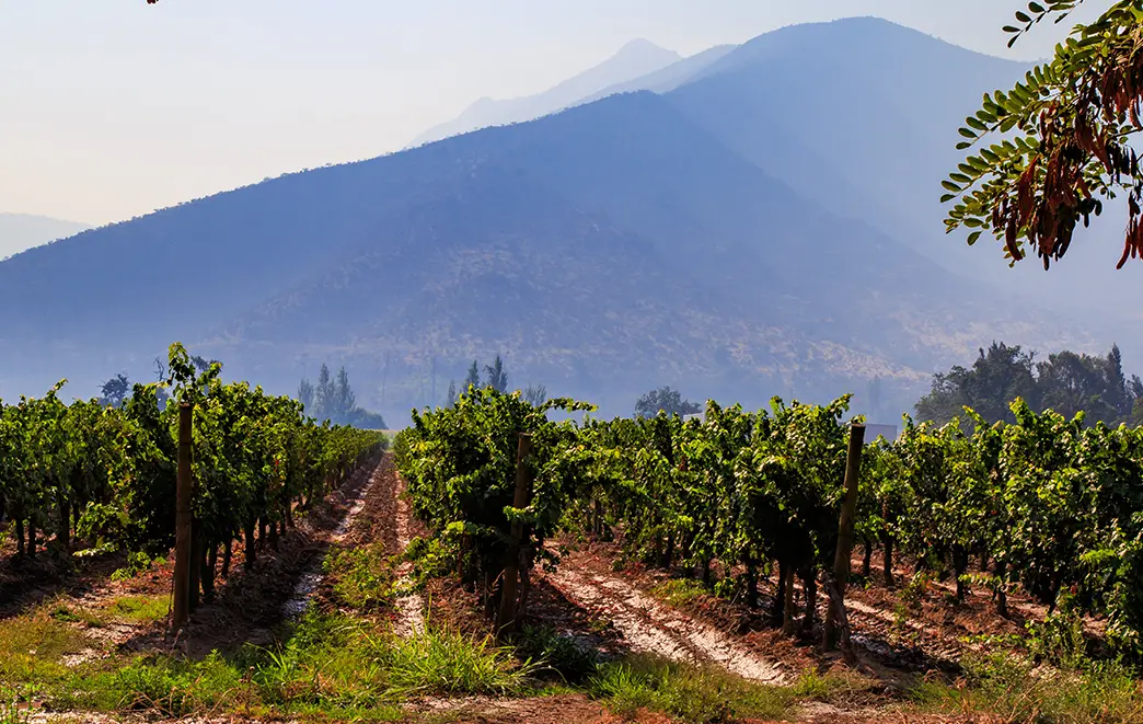 Chilean Wines and the Geography That Defines Them
