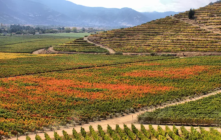 Chilean Wines as an Expression of Terroir