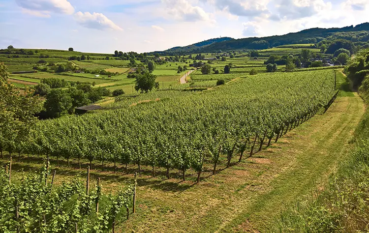 Colchagua Valley Chilean wines