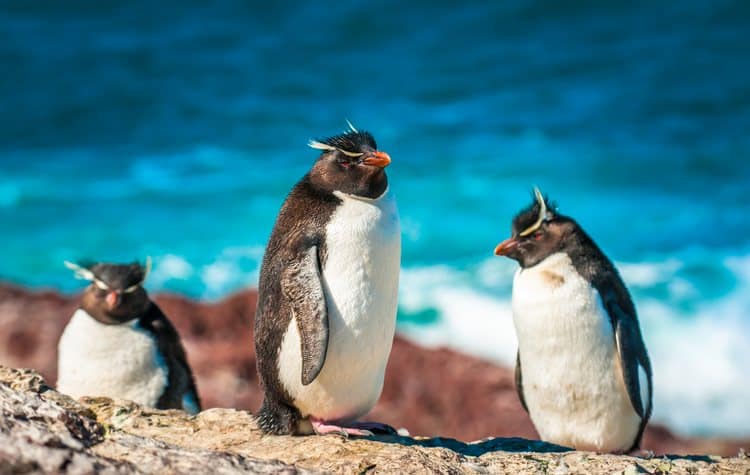 Know About Hanging with Penguins